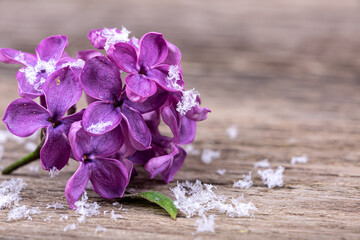 Wall Mural - Lilac flowers in the snow on a wooden background, macro photography