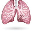 Lungs and Bronchi colorful anatomy
