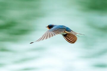 Sticker - Low angle shot of a barn swallow bird flying in a clear sky