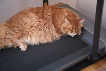 A Tired Red Maine Coon Cat Sleeping On A Treadmill