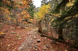 Fototapeta Na drzwi - Otoño en los bosques del Pirineo