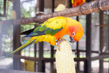 A Parrot Or Hook-beak Eats Corn. (Psittaciformes)