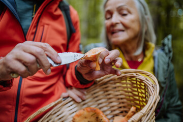 Wall Mural - Senior couple picking and cleaning mushrooms in autumn forest.