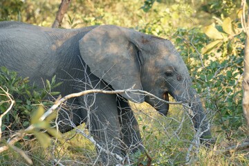 Wall Mural - African Savannah Elephant in Sabi Sands game reserve, South Africa