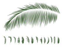 Set Of Palm Branches Silhouettes