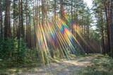 Fototapeta Tęcza - Tęczowe światło w lesie