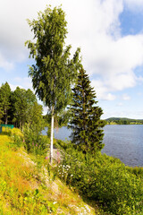 Wall Mural - Magical summer morning