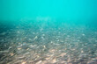 Large shoal of small gray fish underwater in the sea. Background of a large number of marine fish