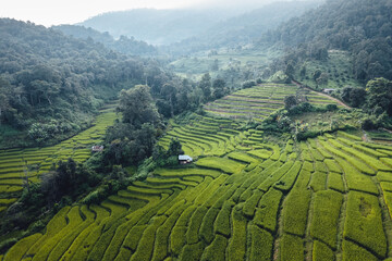 Poster - rice field in the morning in asia