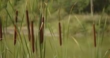 Broadleaf Cattail (Typha Latifolia) Or Bulrush, Beside Water Pond On Sunny Day