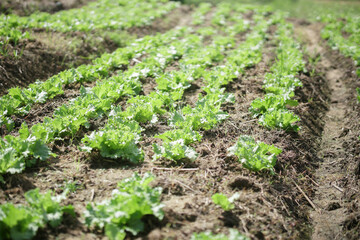 Wall Mural - green coral lettuce vegetable growing in organic garden farm