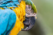 Blauer exotischer Ara Papagei isoliert auf unscharfem Hintergrund