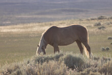 Beautiful Wild Horse In Summer In The Wyoming Desert