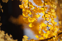 Ginkgo Biloba In Autumn, The Yellow Ginkgo Leaves