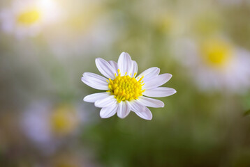 Wall Mural - closeup beautiful Daisy flower blossom background natural outdoor. Soft focus.