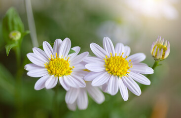 Wall Mural - closeup beautiful Daisy flower blossom background natural outdoor. Soft focus.