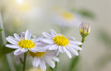 Wall Mural - closeup beautiful Daisy flower blossom background natural outdoor. Soft focus.