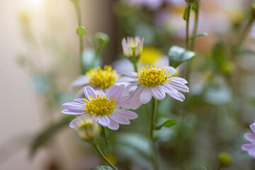 Wall Mural - closeup beautiful Daisy flower blossom background natural outdoor. Soft focus.