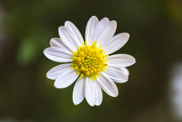 Wall Mural - closeup beautiful Daisy flower blossom background natural outdoor. Soft focus.