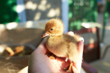 A Duckling Is A Baby Duck. Ducklings Usually Learn To Swim By Following Their Mother To A Body Of Water.Soon After All The Ducklings Hatch, The Mother Duck Leads Them To Water.