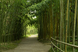 Fototapeta Bambus - Green Bamboo Forest with an Arch at the End of the Trail