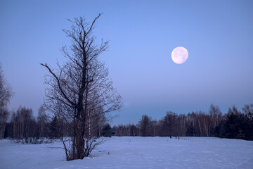 Wall Mural - night landscape of sky and moon with bright moonlight behind silhouette of trees branches.
