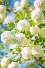 Beautiful Blooming Viburnum Opulus Or Roseum, Snowball On Sunlight On Blue Sky Background; Vertical Picture