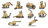 Fototapeta Pokój dzieciecy - Set of siamese cat, vector illustration
