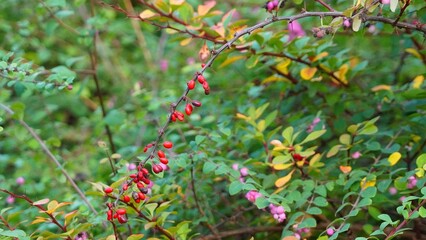 Canvas Print - red and green leaves