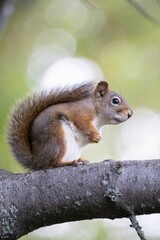 Wall Mural - Vertical closeup of a gray squirrel perching on a tree trunk