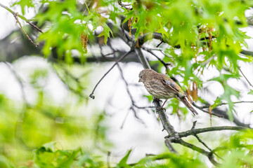 Wall Mural - Green oak tree with female house finch bird with striped brown color and bokeh background in Virginia perched on branch in spring