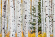 Colorado Rocky Mountains foliage in autumn fall at Castle Creek with colorful yellow leaves pattern of quaking american aspen trees trunks forest grove