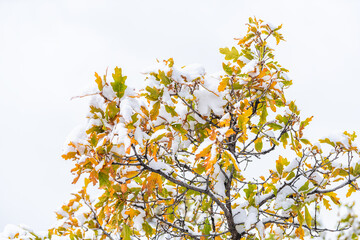Wall Mural - Aspen, Colorado rocky mountains with closeup of yellow autumn foliage of oak tree leaves with snow in late fall season and white background