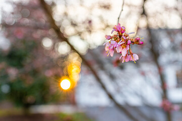 Wall Mural - macro closeup of pink vibrant bright cherry blossom sakura trees branch flowers with bokeh backgroun