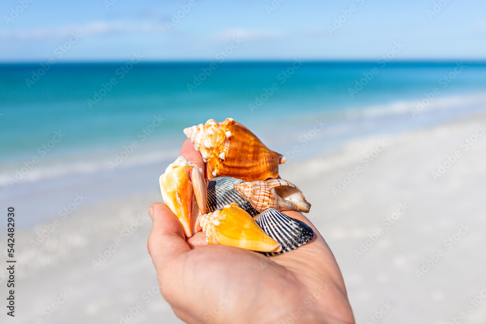 Macro closeup of collection of banded tulip seashell, fighting horse ...