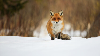 Wall Mural - Red fox, vulpes vulpes, looking to the camera on snow in winter with copy space. Orange mammal watching on white glade. Furry animal staring on snowy pasture.