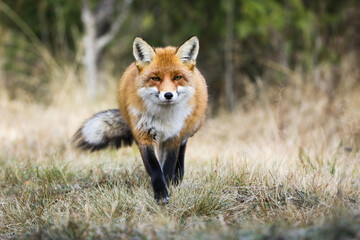 Wall Mural - Red fox, vulpes vulpes, running closer on dry field in autumn from front. Orange animal approaching on meadow in fall. Furry predator walking on glade.