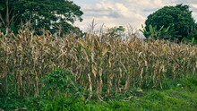 Cornfield Has Finished Its Planting Period