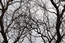 Closeup Of Black Creepy Tree Branches With Blue Sky On Background