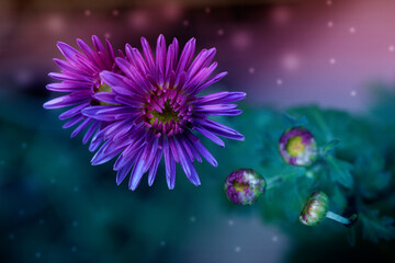 A close up photo of a bunch of dark pink chrysanthemum flowers with yellow centers and white tips on their petals.