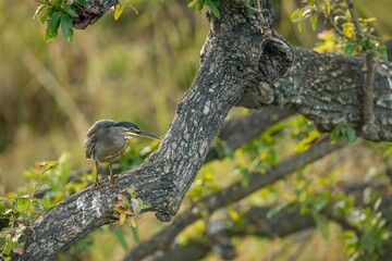 Canvas Print - Beautiful shot of a Striated heron perched on a thick tree branch in Kruger national park