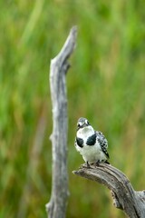 Sticker - Vertical shot of a Pied kingfisher perched on a branch in Kruger National Park