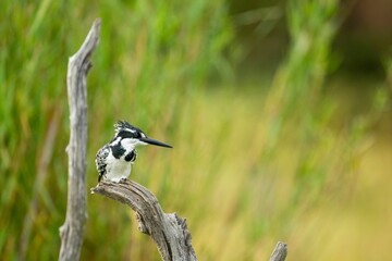 Sticker - Closeup portrait of a Pied kingfisher perched on a branch in Kruger National Park