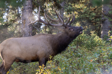 Sticker - Bull Elk During the Fall Rut in Wyoming