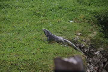 Sticker - Beautiful iguana resting in a green forest