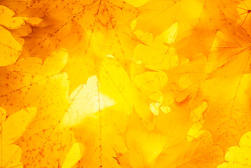 Wall Mural - Autumn concept - solid background of yellow autumn leaves, maple leaves, top view