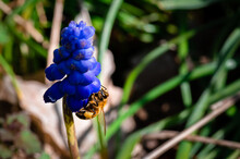 Honey Bee On Grape Hyacinth Flower