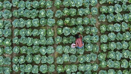 Wall Mural - Cabbage farmers tend to their enormous patch as they prepare the vegetables for picking
