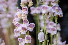 White And Purple Penstemon Blossoms