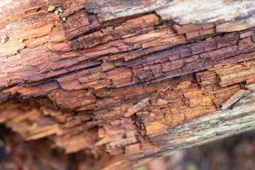 Poster - Closeup shot of the inside of a decaying tree trunk